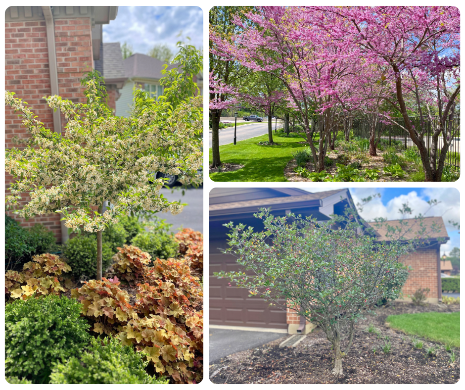 Collage of flowering trees providing privacy.